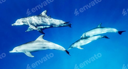 Preview: A Beautiful Dolphins underwater photography