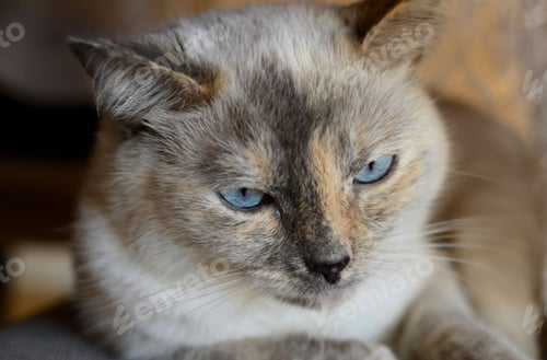 Preview: A beautiful blue-eyed Siamese mix cat feline kitty kitten with neutral tones fur.