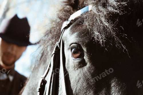 Preview: horse
