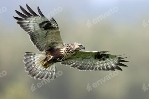Preview: Rough-legged buzzard (Buteo lagopus)