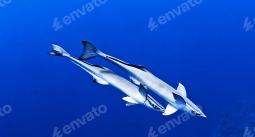 Preview: Amazing underwater world, Underwater world scene.