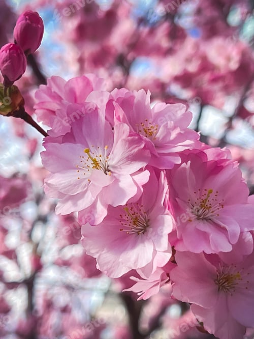 Preview: Pink flowers