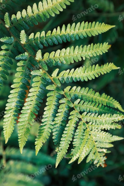 Preview: Green fern covered with hoarfrost in forest, top view