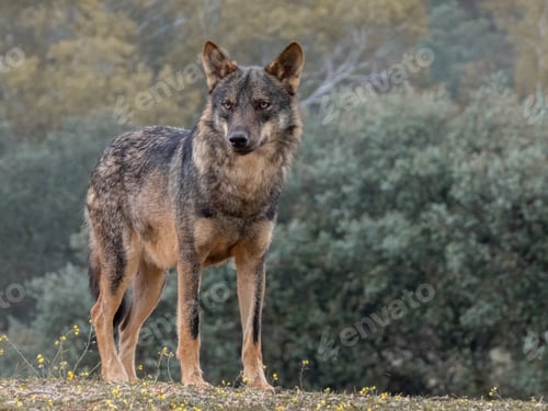 Preview: Closeup shot of Canis lupus signatus in the forest