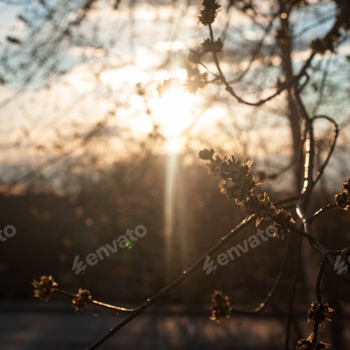 Preview: blooming spring buds, flowers on a tree in the rays of the setting sun in the city at golden hour
