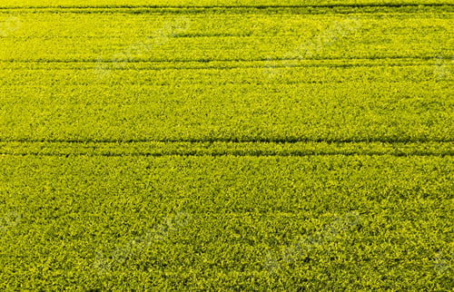 Preview: Green field in rural area. Landscape of agricultural cereal fields