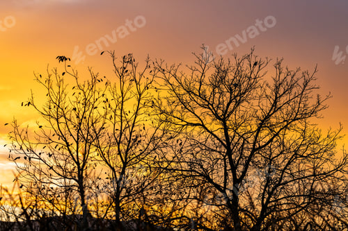 Vorschau: Malerischer Blick auf kahle Baumzweige bei einem orangefarbenen Sonnenuntergang