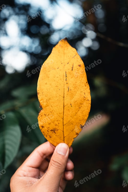 Preview: autumn leaves the first yellow in the garden