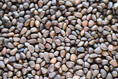 Preview: unpeeled cedar nuts background. rich in unsaturated fats food for brain boost and heart health