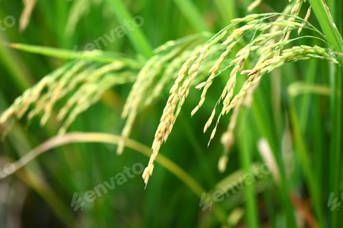 Preview: Paddy Rice