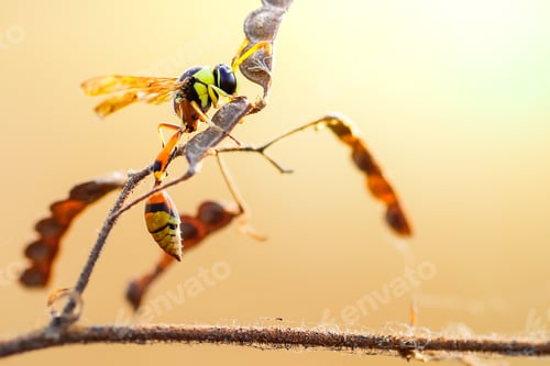 Preview: wasp