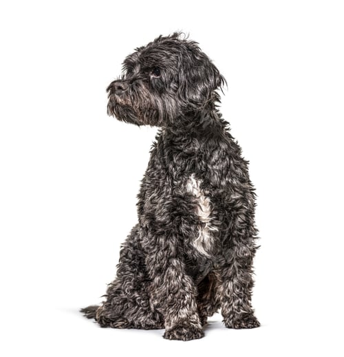Preview: Sitting tibetan spaniel looking away, isolated