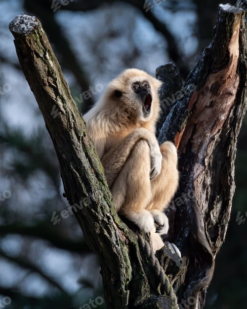 Preview: Curious gibbon monkey perched on the branches of a large tree, looking up inquisitively at the sky