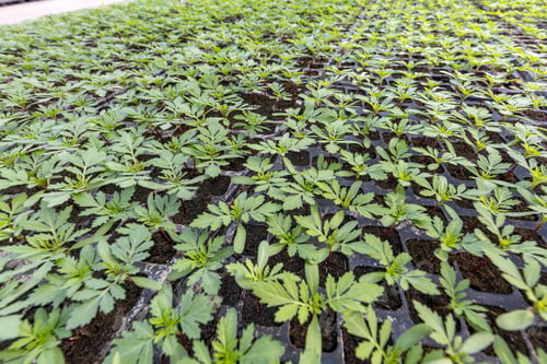 Preview: Plants in nursery tray