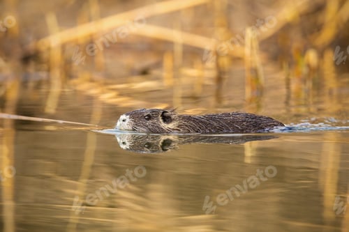 Preview: Coypu swimming in the water near riverside with reed