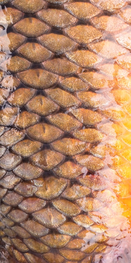 Preview: Background of giant fish