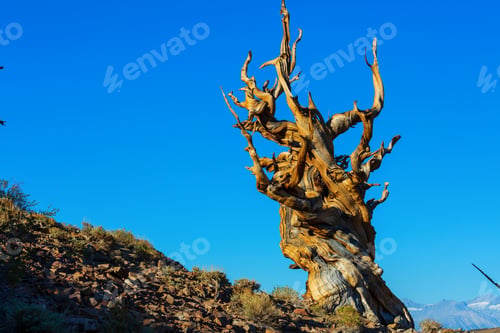 Preview: Ancient tree