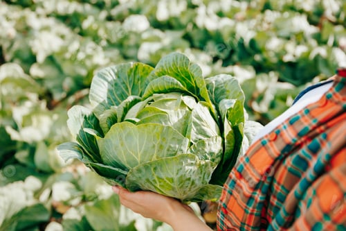 Preview: Close up of the hands of a woman worker picking up large cabbage from the ground, fertile soil.