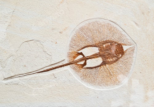 Preview: Fossils electric fish
