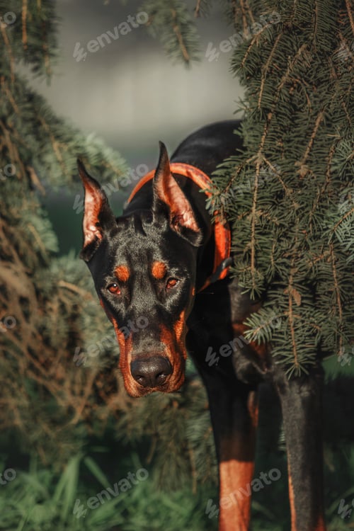Preview: Doberman dog outdoor. Dog on a walk in summer. Dog in the park.