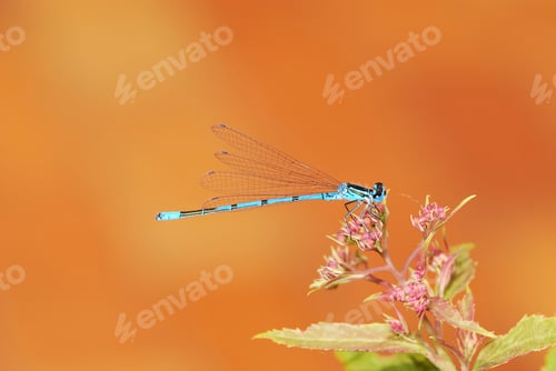 Preview: Damselfly