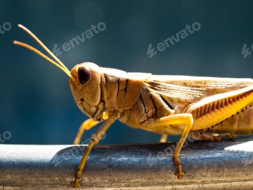 Preview: Green grasshopper