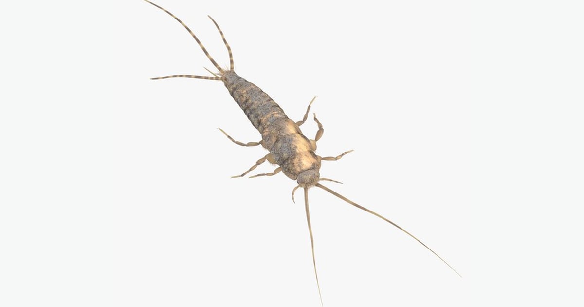Detailed Silverfish Insect 3D, Incl. animal & house - Envato