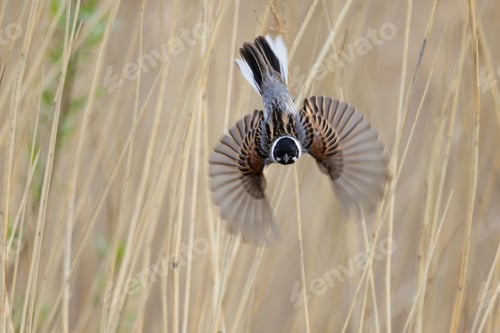 Preview: Reed bunting bird in the midst of flight, wings outstretched in a grassy field