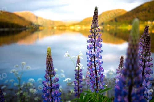 Preview: Nature Norway Beautiful field of purple lupinus flowers with a lake in the background