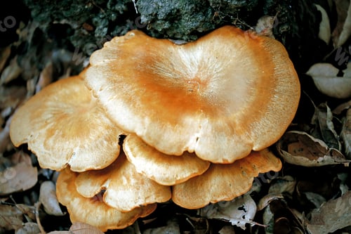 Preview: Close-up of mushroom growth on tree bark