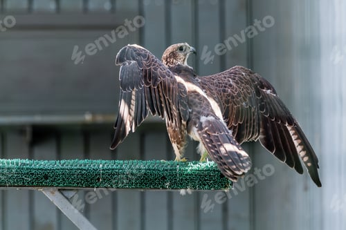 Preview: Beautiful falcon