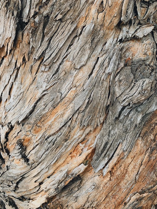 Preview: Rugged, rough, textured tree bark makes a great background
