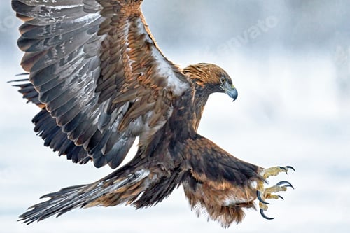 Preview: Golden eagle (Aquila chrysaetos)