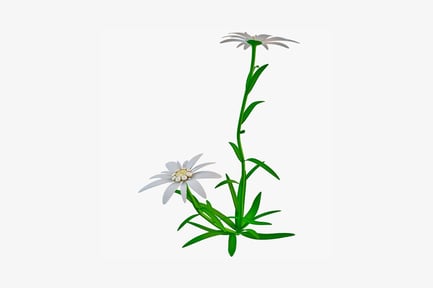 Preview: Single white five-petal flower with two smaller blossoms