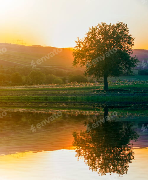 Preview: Quiet and peaceful view of beautiful big green tree at sunset growing alone in spring field