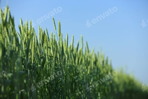 Preview: Wheat field on sunny day. Amazing nature in summer