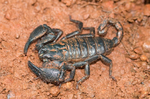 Preview: Closeup shot of a Giant forest scorpion (Heterometrus spinifer)