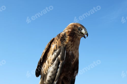 Preview: A Red tailed hawk. Animal background.