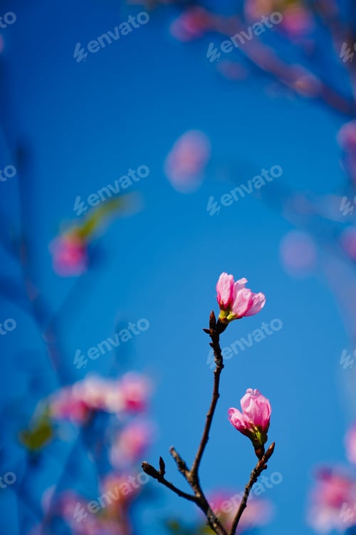 Preview: Sunny day pink cherry blossoms