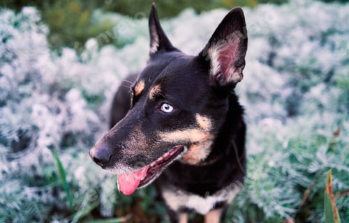 Preview: Portrait of a dog in the park with white and green plants in the background