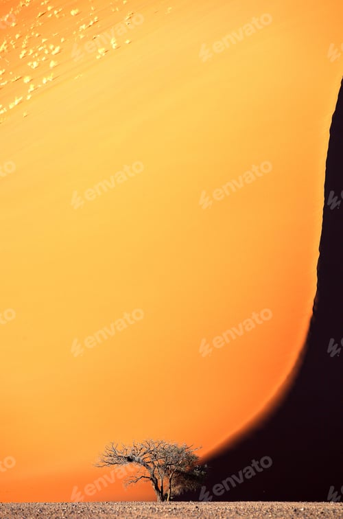 Preview: Namibia, Namib-Naukluft Park, tree in front of giant desert dune