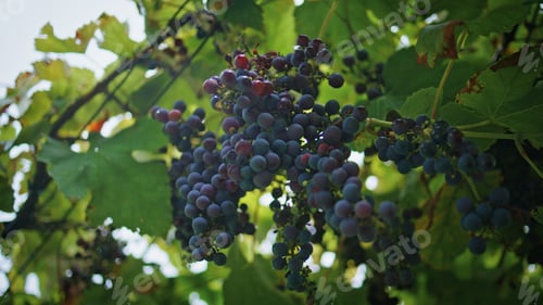 Preview: Closeup blue grapes hanging on vine branches at vineyard. Bunch berries ripening
