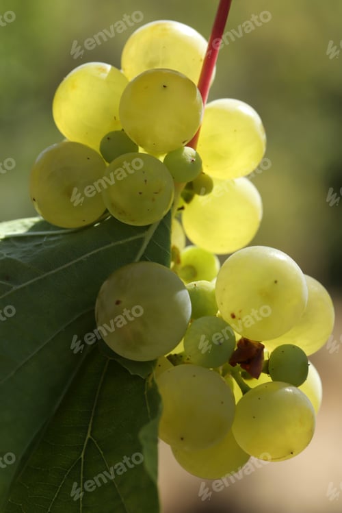 Preview: Ripe natural white grapes in autumn