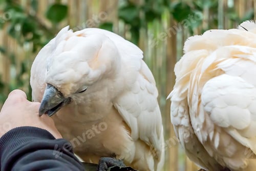 Preview: bird, cockatoo, pet, parrotsss