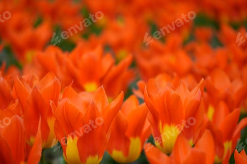 Preview: Macro shot of jasper-red and vermilion petal Toronto tulips with bronze base, among green leaves