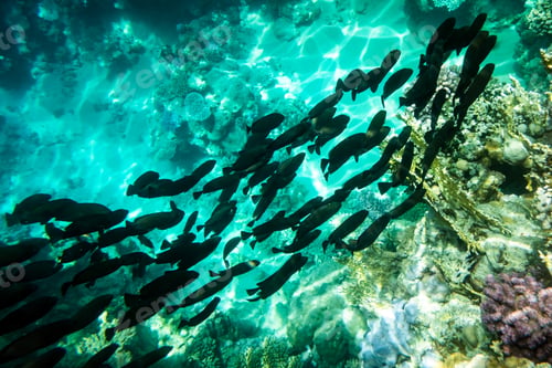 Preview: School of black tropical fish on a coral reef