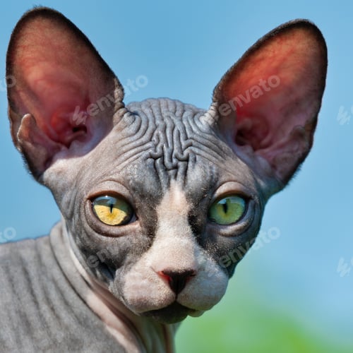 Preview: Portrait of lovely Sphynx kitten with yellow eyes and large ears that shine through in sun