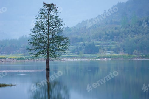 Preview: flooded lonely tree landscape at springtime. smooth water.