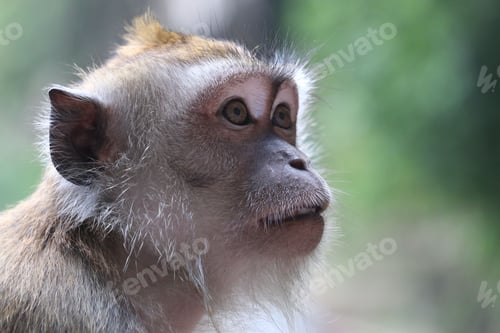 Preview: Close-up of a long-tailed macaque with a blurred green background. Kuala Lumpur, Malaysia