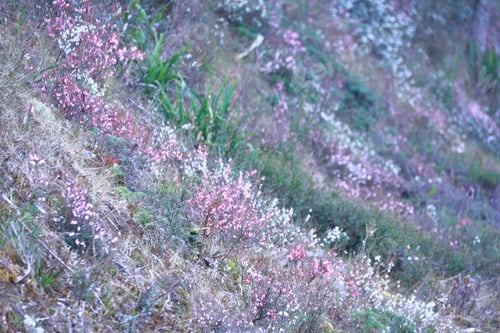 Preview: wildflowers blanket the hillside